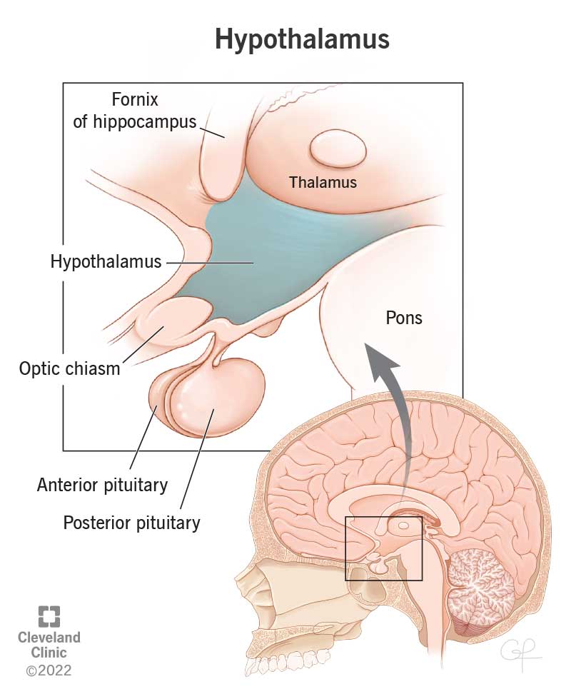 The hypothalamus is deep within your brain and is about the size of an almond